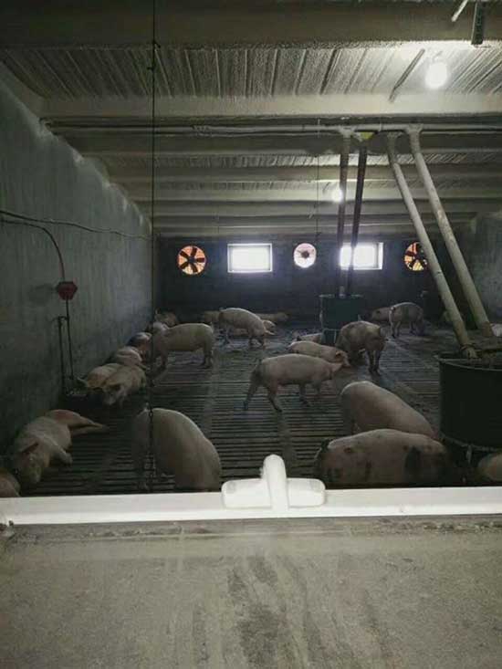 牧原養豬場保溫板連接處怎么處理噴涂聚氨酯行不行(圖1) 牧原養豬場保溫板連接處噴涂聚氨酯保溫